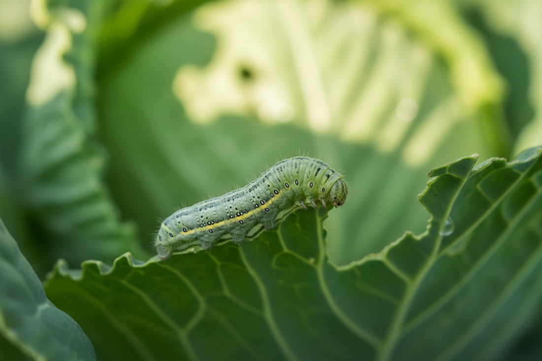 Bruchi e larve nell'orto: come gestirli con la difesa biologica